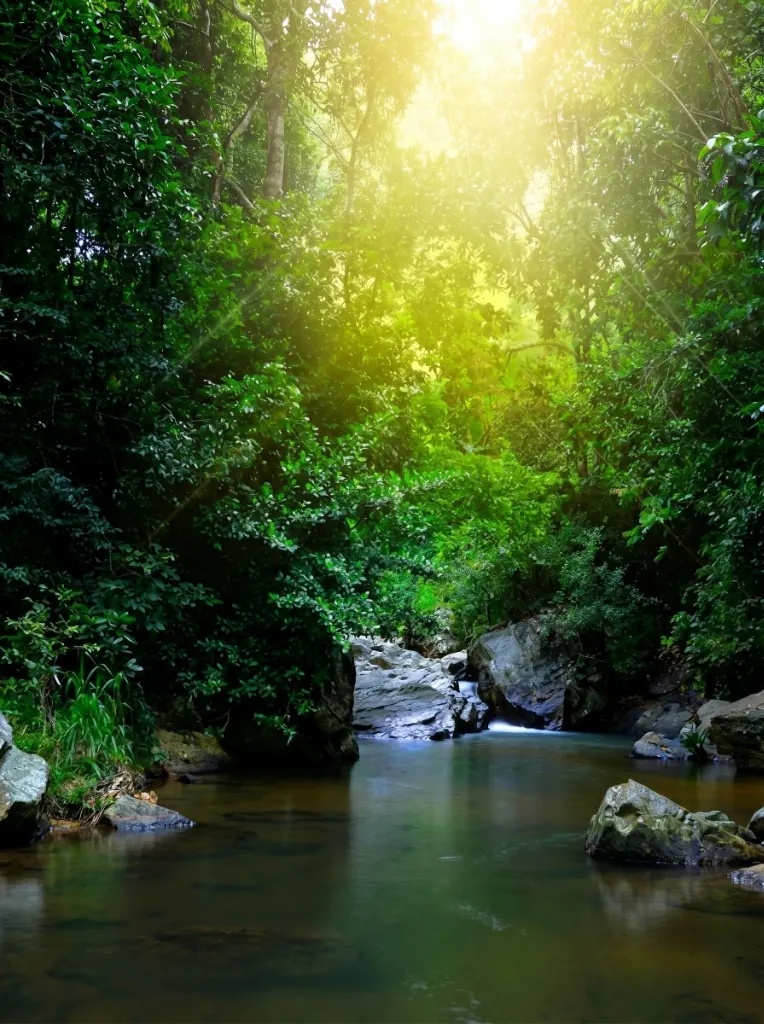 Eco rainforest Sri Lanka