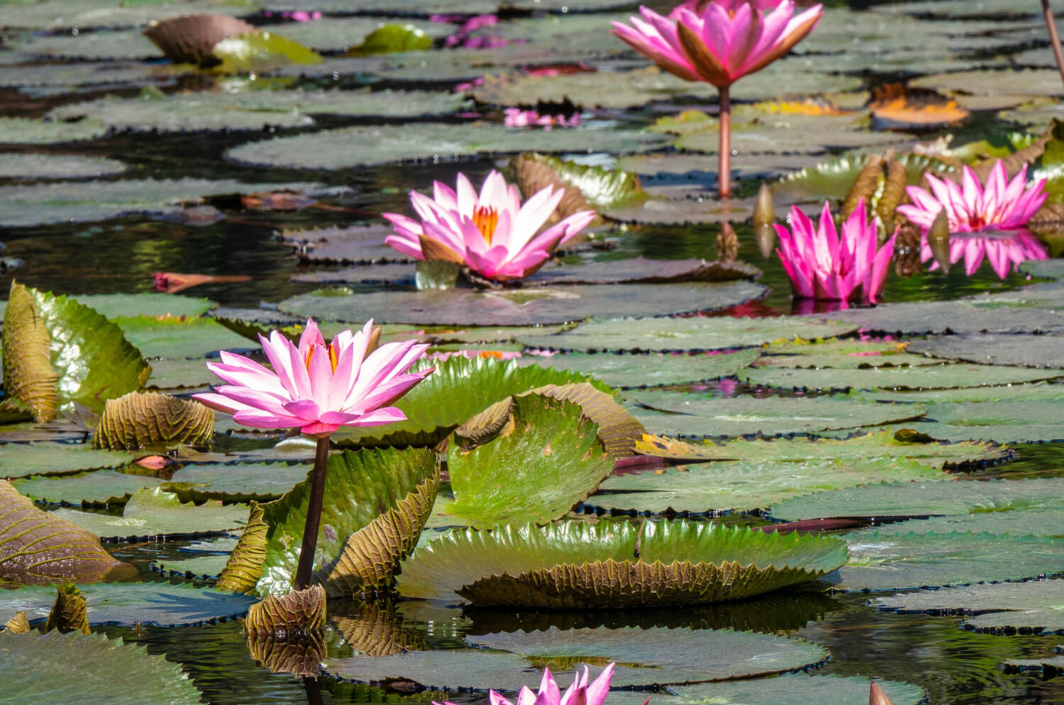 Lotus Bloom Background